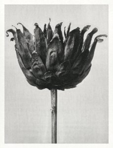 Centaurea Ruthenica (Star Thristle) enlarged 8 times from Urformen der Kunst (1928) by Karl Blossfeldt. photo