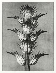 Acanthus mollis (bear's breeches) enlarged 4 times from Urformen der Kunst (1928) by Karl Blossfeldt.