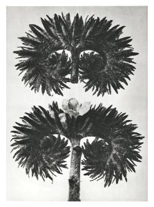 Phacelia Tanacetifolia (Lacy Phacelia) enlarged 12 times from Urformen der Kunst (1928) by Karl Blossfeldt.