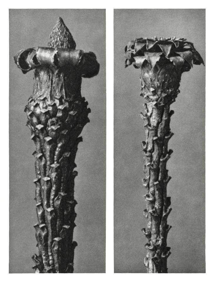 Picea Excelsa (Silver Fir or Red Variety) young shoots with the needles removed enlarged 10 times from Urformen der Kunst (1928) by Karl Blossfeldt.