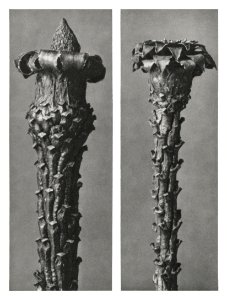 Picea Excelsa (Silver Fir or Red Variety) young shoots with the needles removed enlarged 10 times from Urformen der Kunst (1928) by Karl Blossfeldt.