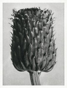 Cirsium Canum (Thistle) Flower Head enlarged 12 times from Urformen der Kunst (1928) by Karl Blossfeldt.
