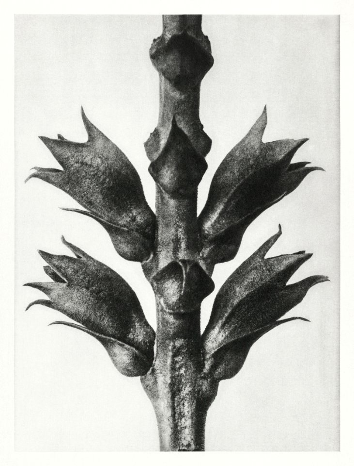 Physostegia Virginiana (Virginian False Dragon–head) stem with leaves enlarged 15 times from Urformen der Kunst (1928) by Karl Blossfeldt.