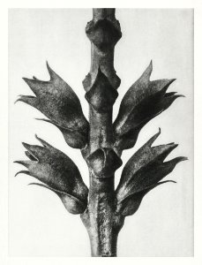Physostegia Virginiana (Virginian False Dragon–head) stem with leaves enlarged 15 times from Urformen der Kunst (1928) by Karl Blossfeldt.