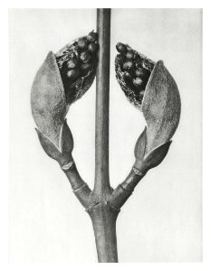 Acer Rufinerve (Maple Tree) enlarged 10 times from Urformen der Kunst (1928) by Karl Blossfeldt.