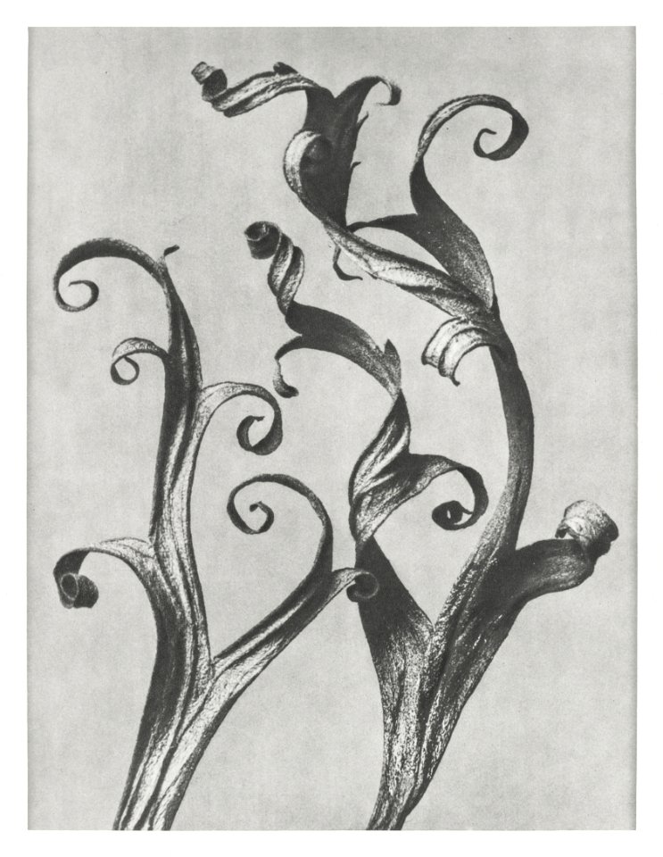 Delphinium (Larkspur Leaves) enlarged 6 times from Urformen der Kunst (1928) by Karl Blossfeldt.