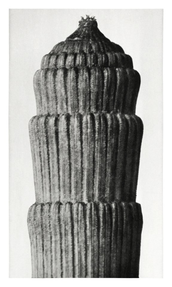 Equisetum hyemale (Rough Horsetail) enlarged 25 times from Urformen der Kunst (1928) by Karl Blossfeldt.