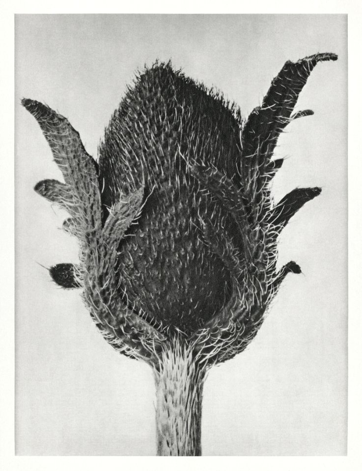 Papaver orientale (Oriental Poppy) enlarged 5 times from Urformen der Kunst (1928) by Karl Blossfeldt.