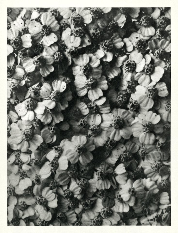Achillea Millefolium (Common Yarrow) enlarged 8 times from Urformen der Kunst (1928) by Karl Blossfeldt.