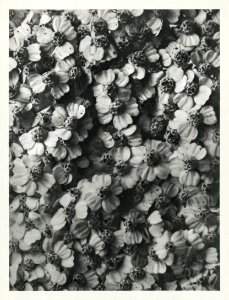 Achillea Millefolium (Common Yarrow) enlarged 8 times from Urformen der Kunst (1928) by Karl Blossfeldt.
