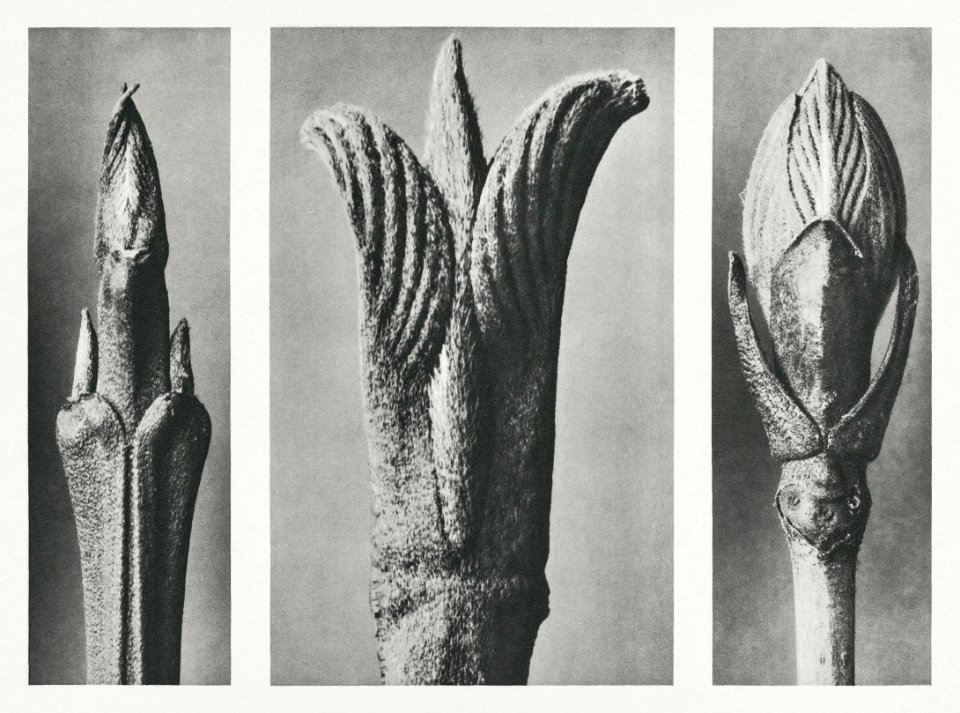 Cornus Brachypoda (Dogwood) shoot enlarged 12 times, Cornus Pubescens (Dogwood) leaf–bud enlarged 15 times, and Viburnum (Guelder Rose or Snowball Tree) leaf-bud enlarged 8 times from Urformen der Kunst (1928) by Karl Blossfeldt.