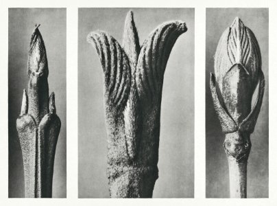 Cornus Brachypoda (Dogwood) shoot enlarged 12 times, Cornus Pubescens (Dogwood) leaf–bud enlarged 15 times, and Viburnum (Guelder Rose or Snowball Tree) leaf-bud enlarged 8 times from Urformen der Kunst (1928) by Karl Blossfeldt.