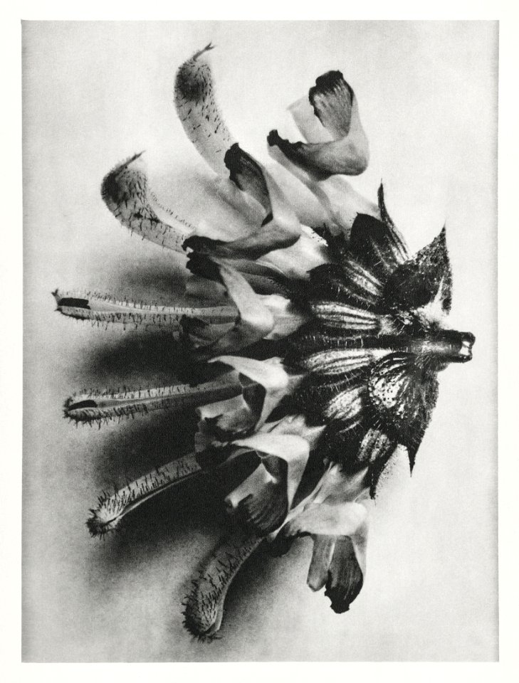 Salvia argentea (silver sage) enlarged 6 times from Urformen der Kunst (1928) by Karl Blossfeldt.