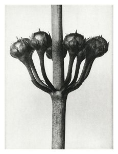 Primula Japonica (Japanese Primrose) fruit enlarged 6 times from Urformen der Kunst (1928) by Karl Blossfeldt.