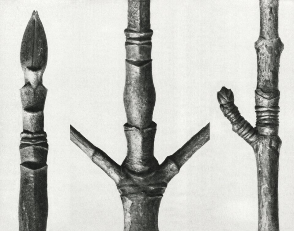 End of Cornus Nuttallii branch enlarged 8 times, Cornus Nuttallii (branch of Dogwood) enlarged 8 times, and Acer (Maple–tree stem) enlarged 8 times from Urformen der Kunst (1928) by Karl Blossfeldt.