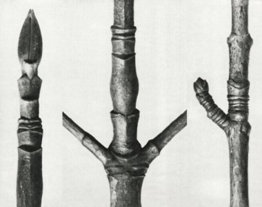 End of Cornus Nuttallii branch enlarged 8 times, Cornus Nuttallii (branch of Dogwood) enlarged 8 times, and Acer (Maple–tree stem) enlarged 8 times from Urformen der Kunst (1928) by Karl Blossfeldt. photo