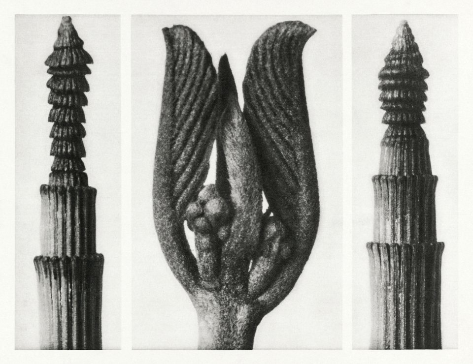 Equisetum Hiemale (Winter Horsetail) enlarged 10 times, Rhamnus Purshiana (Californian Bearberry) enlarged 25 times, and Equisetum Hiemale (Winter Horsetail) enlarged 10 times from Urformen der Kunst (1928) by Karl Blossfeldt.