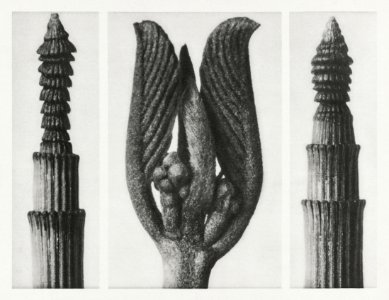 Equisetum Hiemale (Winter Horsetail) enlarged 10 times, Rhamnus Purshiana (Californian Bearberry) enlarged 25 times, and Equisetum Hiemale (Winter Horsetail) enlarged 10 times from Urformen der Kunst (1928) by Karl Blossfeldt.