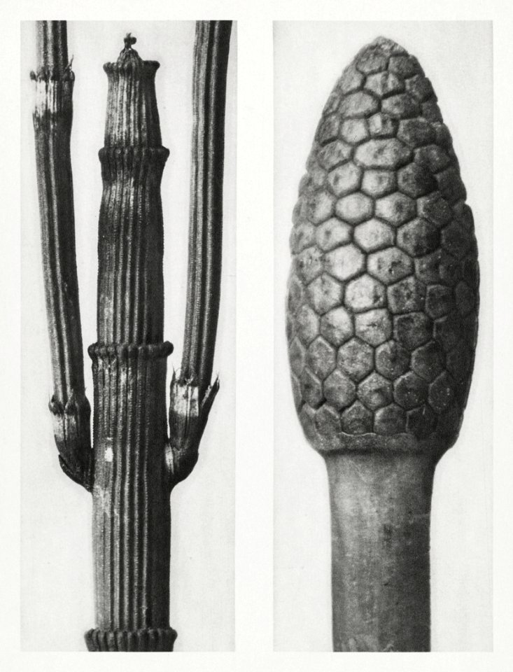 Equisetum Hiemale (Winter Horsetail) enlarged 8 times and Equisetum Arvense (Bottle–Brush or False Horsetail) enlarged 12 times from Urformen der Kunst (1928) by Karl Blossfeldt.