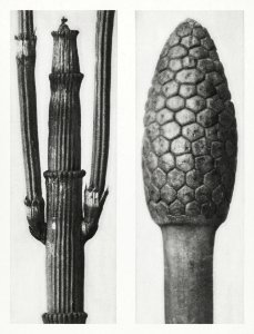 Equisetum Hiemale (Winter Horsetail) enlarged 8 times and Equisetum Arvense (Bottle–Brush or False Horsetail) enlarged 12 times from Urformen der Kunst (1928) by Karl Blossfeldt.