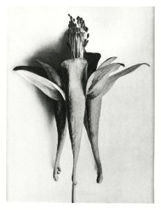 Aquilegia Chrysantha (Golden Columbine) enlarged 6 times from Urformen der Kunst (1928) by Karl Blossfeldt.