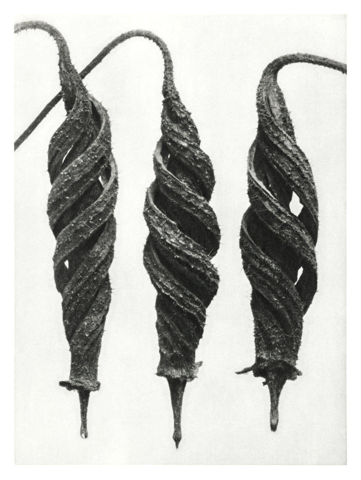 Cajophora Lateritia (Loasaceae) and Chili Nettle enlarged 5 times from Urformen der Kunst (1928) by Karl Blossfeldt.