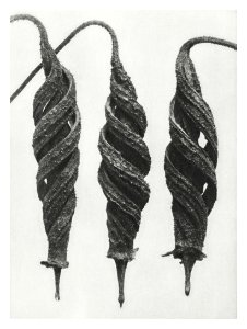 Cajophora Lateritia (Loasaceae) and Chili Nettle enlarged 5 times from Urformen der Kunst (1928) by Karl Blossfeldt.