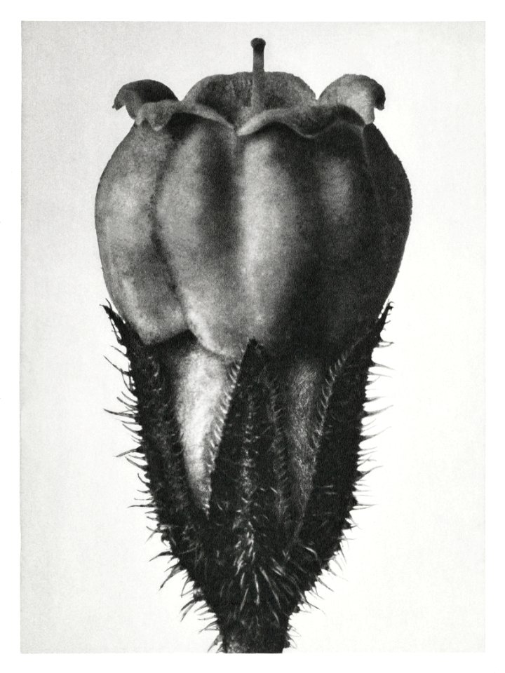 Symphytum Officinale (Common Comfrey) enlarged 25 times from Urformen der Kunst (1928) by Karl Blossfeldt.