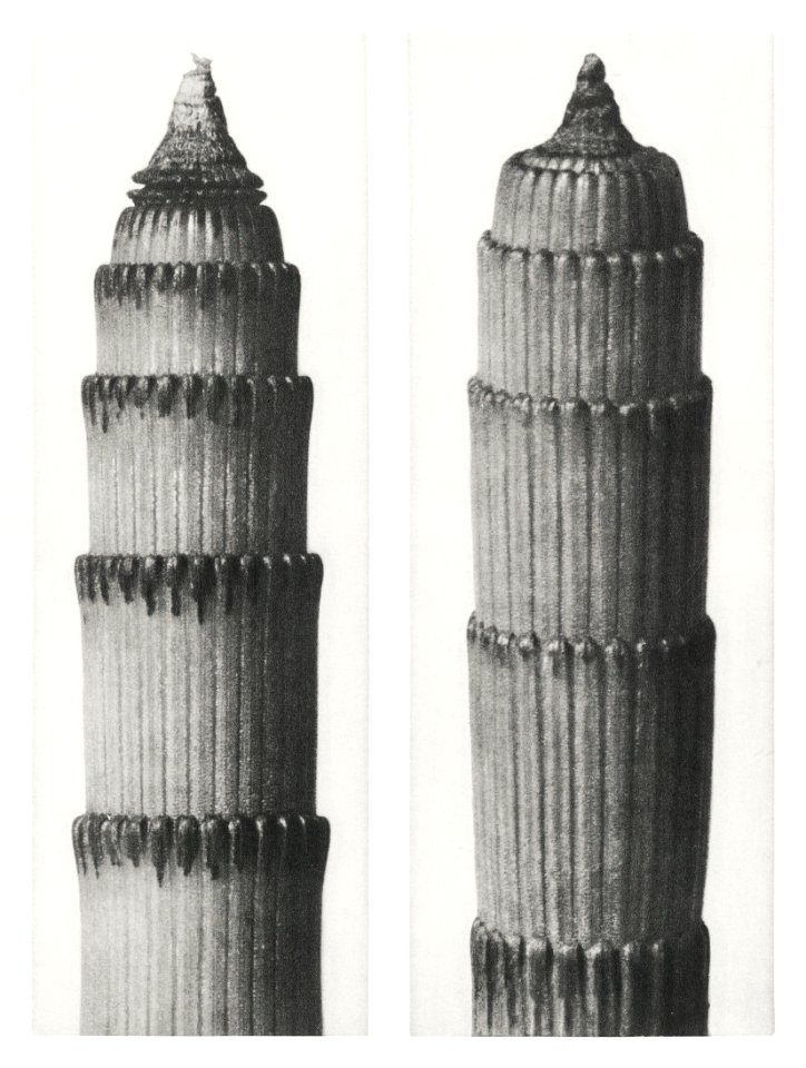 Equisetum Hiemale (Winter Horsetail) enlarged 12 times from Urformen der Kunst (1928) by Karl Blossfeldt.
