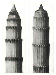 Equisetum Hiemale (Winter Horsetail) enlarged 12 times from Urformen der Kunst (1928) by Karl Blossfeldt.