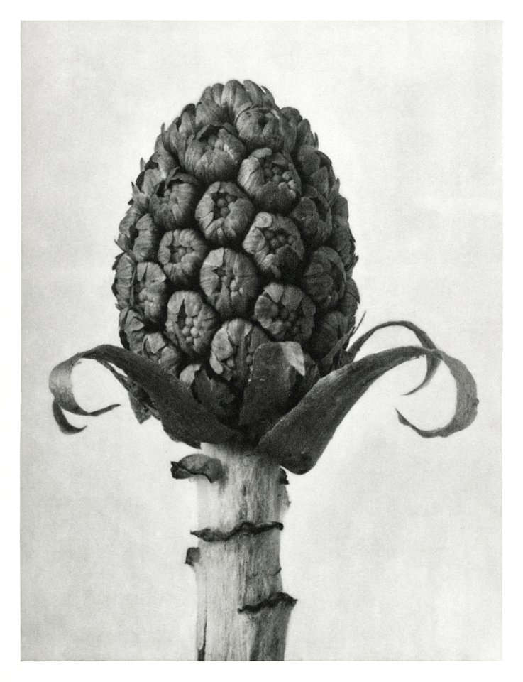 Petasites Officinalis (Butterbur) enlarged 5 times from Urformen der Kunst (1928) by Karl Blossfeldt.