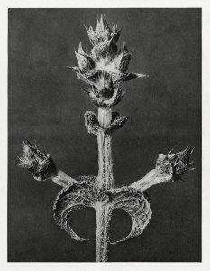 Salvia Aethiopis (Mediterranean Sage) enlarged 4 times from Urformen der Kunst (1928) by Karl Blossfeldt.