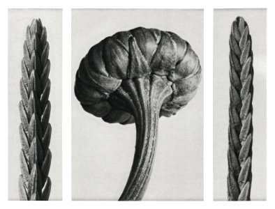 Cassiope Tetragona (Heather) a variety of heather enlarged 12 times and Chrysanthemum Leucanthemum (Ox–Eye Daisy Flowerbud) enlarged 16 times from Urformen der Kunst (1928) by Karl Blossfeldt.