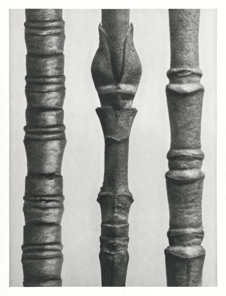 Small parts of a branch of the Dogwood: Cornus Nuttallii (Boxwood of North America) enlarged 12 times, Cornus Nuttallii (Boxwood of North America) enlarged 8 times, and  Cornus Florida (Flowering Dogwood) enlarged 25 times from Urformen der Kunst (1928) by Karl Blossfeldt.