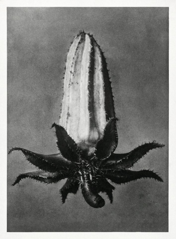 Michauxia Campanuloides (Rough–Leaved Michauxia) enlarged 8 times from Urformen der Kunst (1928) by Karl Blossfeldt.