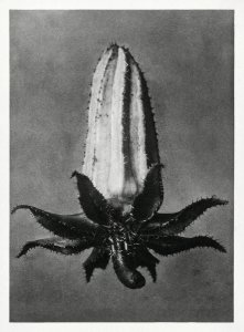Michauxia Campanuloides (Rough–Leaved Michauxia) enlarged 8 times from Urformen der Kunst (1928) by Karl Blossfeldt.