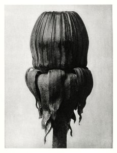 Taraxacum Officinale (Common Dandelion) enlarged 8 times from Urformen der Kunst (1928) by Karl Blossfeldt. photo