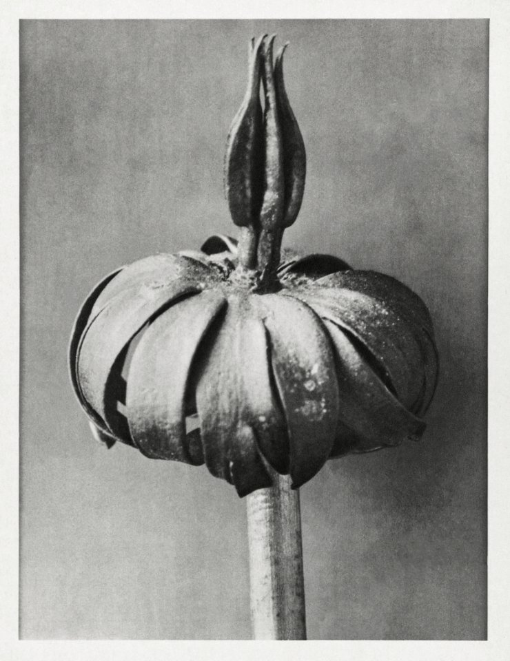 Eranthis cilicica (Winter Aconite) enlarged 8 times from Urformen der Kunst (1928) by Karl Blossfeldt.