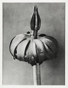 Eranthis cilicica (Winter Aconite) enlarged 8 times from Urformen der Kunst (1928) by Karl Blossfeldt.