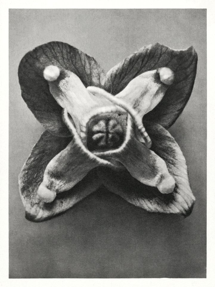 Epimedium Muschianum (Muschi's Barrenwort) enlarged 24 times from Urformen der Kunst (1928) by Karl Blossfeldt.