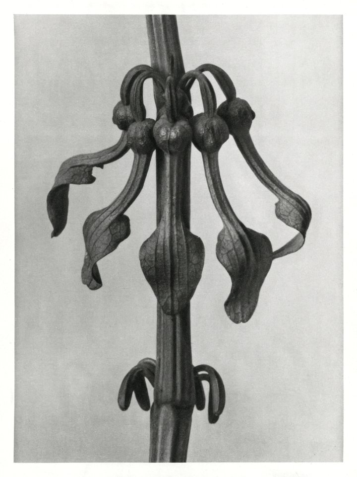 Aristolochia Clematitis (Upright Birth–Wort) flowers enlarged 7 times from Urformen der Kunst (1928) by Karl Blossfeldt.