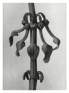 Aristolochia Clematitis (Upright Birth–Wort) flowers enlarged 7 times from Urformen der Kunst (1928) by Karl Blossfeldt.