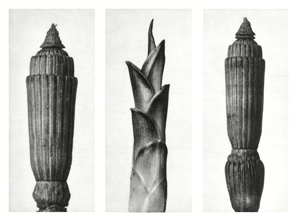 Equisetum Hiemale (Winter Horsetail) enlarged 12 times, Hosta Japonica (Savannah–Wood) enlarged 4 times, and Equisetum Hiemale (Winter Horsetail) enlarged 12 times from Urformen der Kunst (1928) by Karl Blossfeldt.