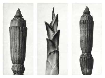 Equisetum Hiemale (Winter Horsetail) enlarged 12 times, Hosta Japonica (Savannah–Wood) enlarged 4 times, and Equisetum Hiemale (Winter Horsetail) enlarged 12 times from Urformen der Kunst (1928) by Karl Blossfeldt.