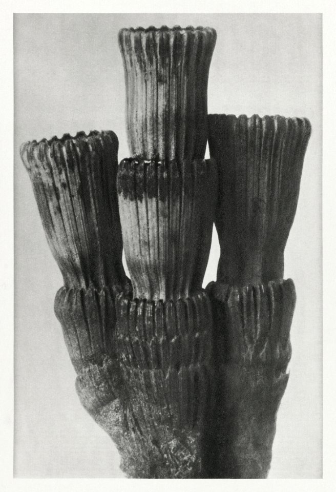 Equisetum Hiemale (Winter Horsetail) part of root enlarged 8 times from Urformen der Kunst (1928) by Karl Blossfeldt.