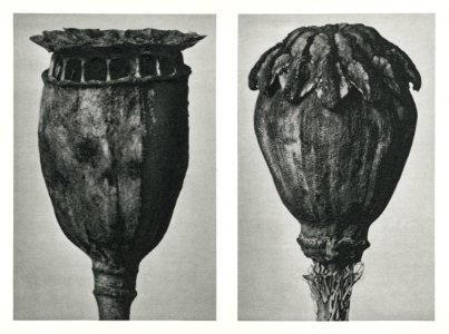 Papaver (Poppy) enlarged 6 times and 10 times from Urformen der Kunst (1928) by Karl Blossfeldt. photo