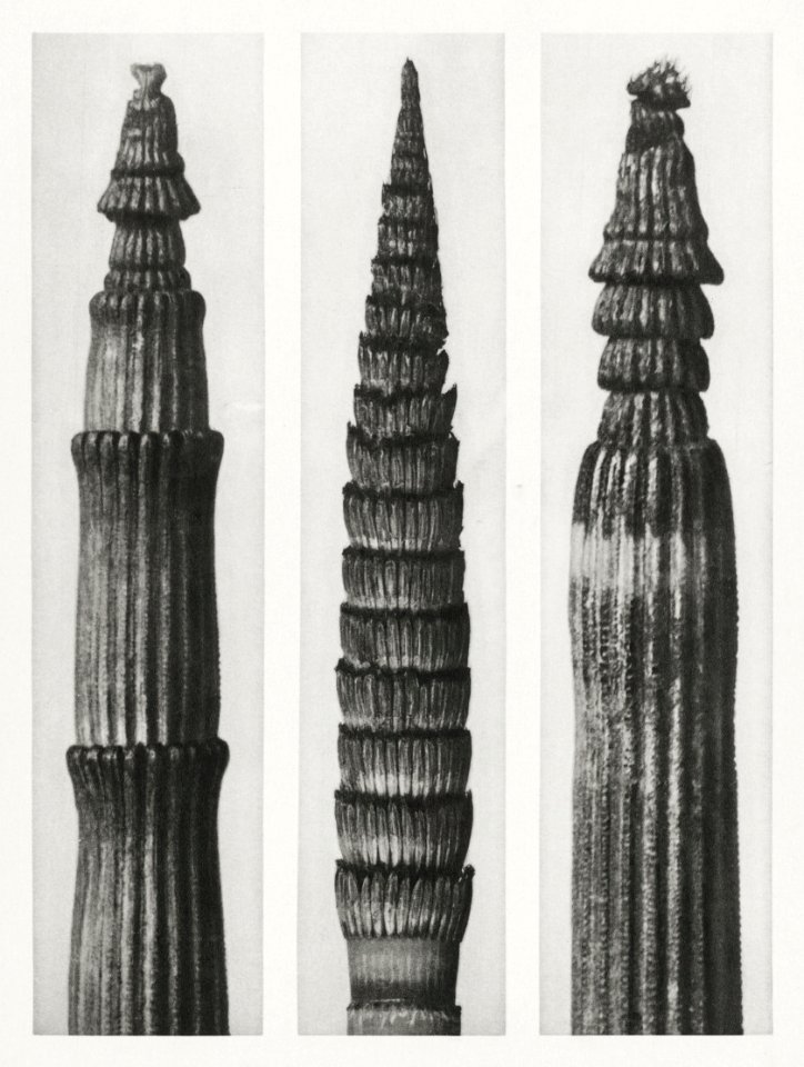 Equisetum Hiemale (Winter Horsetail) enlarged 12 times, Equisetum Maximum (Fox–Tailed Asparagus) enlarged 4 times, and Equisetum Hiemale (Winter Horsetail) enlarged 18 times from Urformen der Kunst (1928) by Karl Blossfeldt.