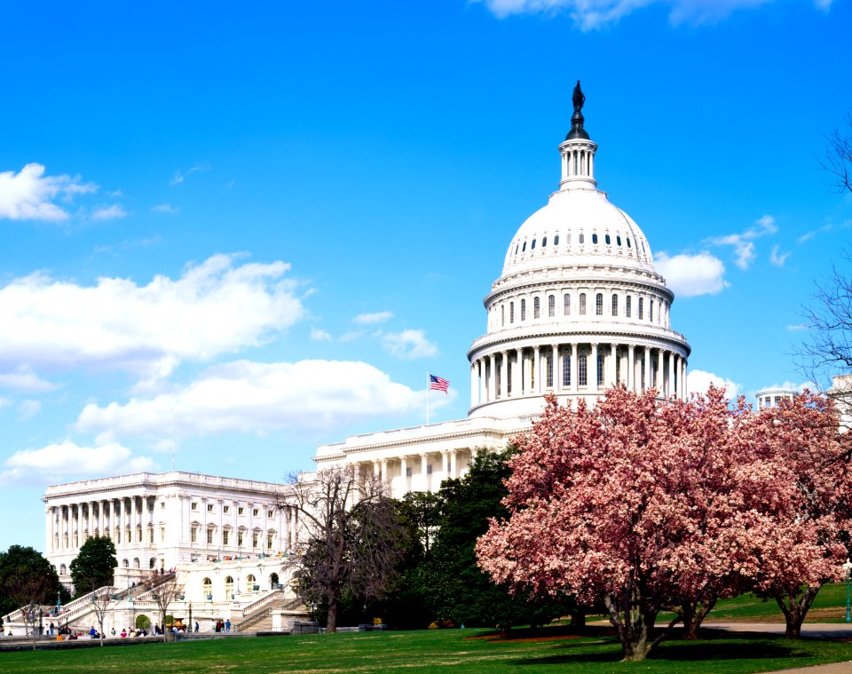 Capitol Hill during the cherry blossom season. Original image from Carol M. Highsmith’s America, Library of Congress collection.