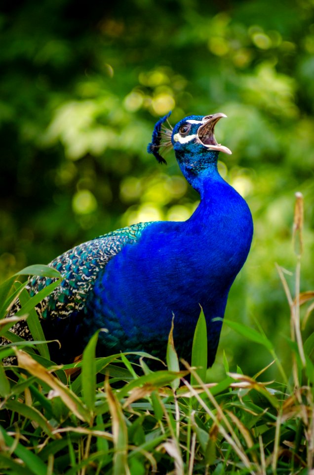 Blue And Green Peacock On Grass