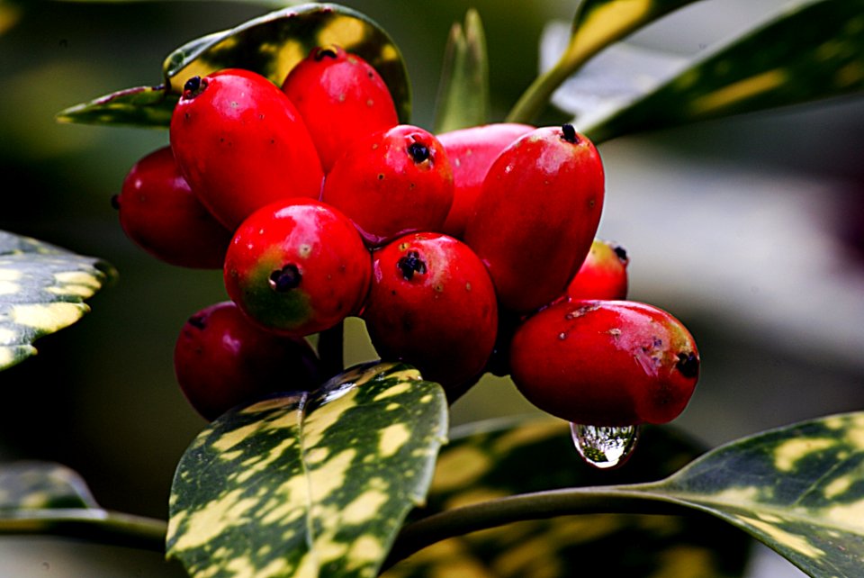 Aucuba Japonica
